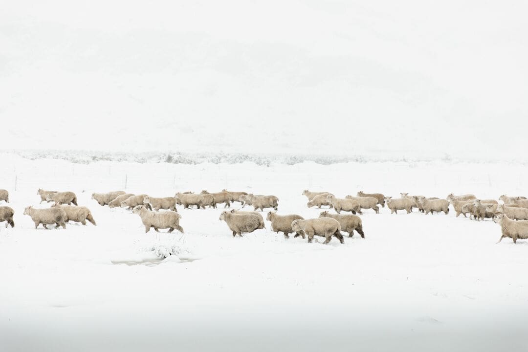Large_JPG-Wanaka-Mt-Aspiring-snow-day-BriWoolnough 04