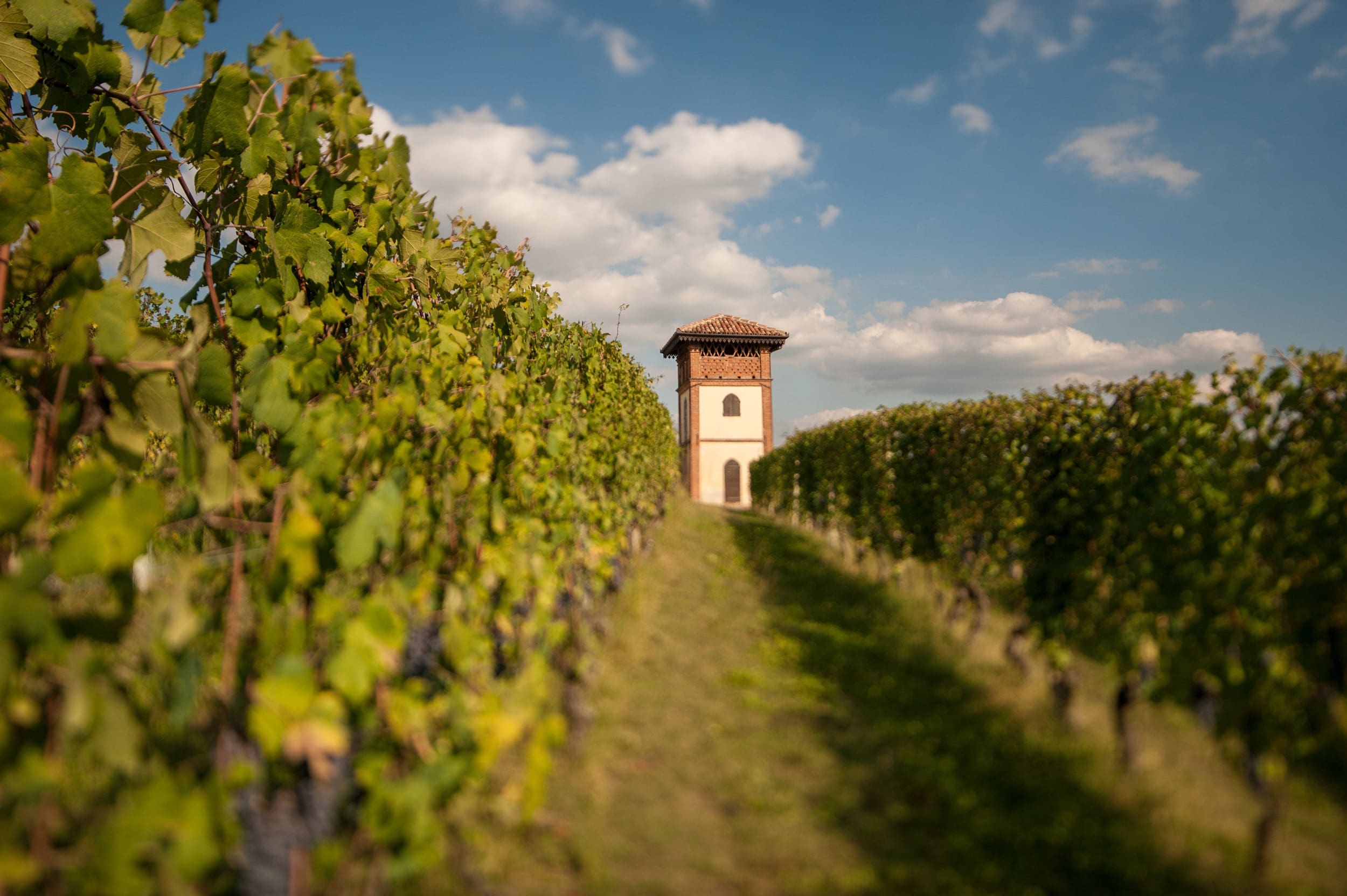 ALMANAK > FIGI LUIGI ODDERO BAROLO